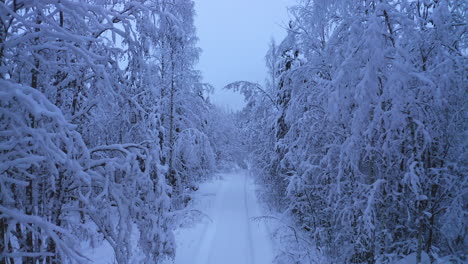 Snow-bent-trees-over-remote-narrow-small-forest-road-by-dawn
