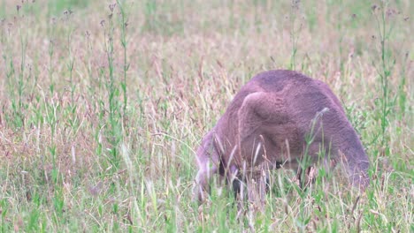 Ostgraues-Riesenkänguru,-Das-Auf-Grasland-Im-Hunter-Valley,-Australien,-Weidet