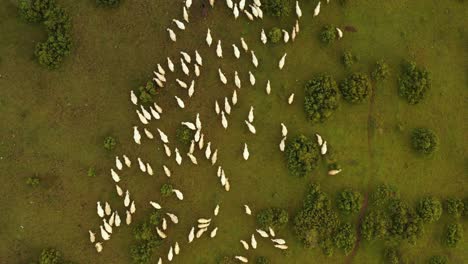 Top-View-Of-Pester-Plateau-Landscape-In-Southwest-Serbia---Sheeps-In-The-Pasture---aerial-descend