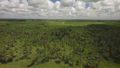 Drone-shot-of-a-group-of-moriches-palms-in-a-savanna