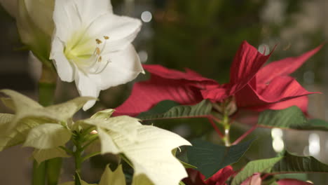 Rote-Und-Weiße-Weihnachtssternpflanzen-Mit-Geschmücktem-Baum-Im-Hintergrund