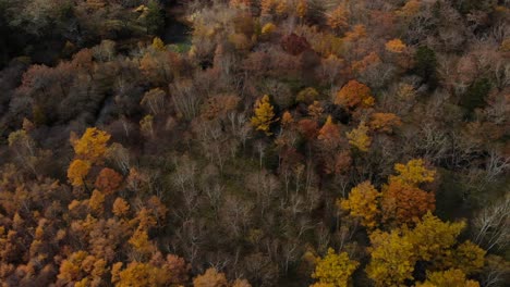 Langsamer-Flug-über-Den-Schönen-Herbstfarbenwald-Mit-Wechselndem-Sonnenlicht