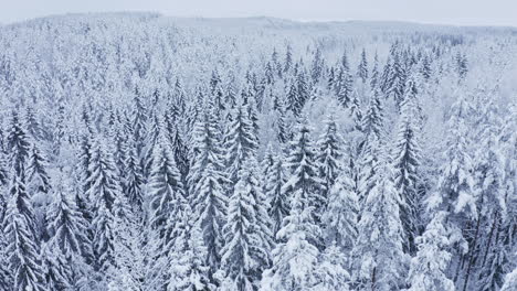 Drone-shot-of-snow-covered-swaying-trees-in-the-vast-wilderness