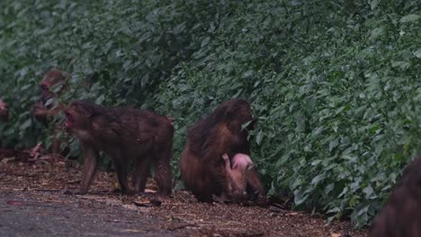 Stump-tailed-Macaque,-Macaca-arctoides,-4K-Footage