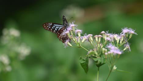 Dark-Blue-Glassy-Tiger,-Ideopsis-Vulgaris-Macrina,-Schmetterling,-Kaeng-Krachan-Nationalpark,-Thailand