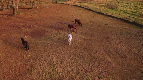 Pferde-Grasen-Auf-Einem-Feld-In-South-Georgia