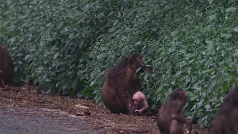 Bear-Macaque,-Macaca-arctoides,-4K-Footage
