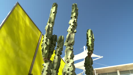 Organ-Pipe-Cactus-at-the-Mesa-Arts-Center-in-Arizona