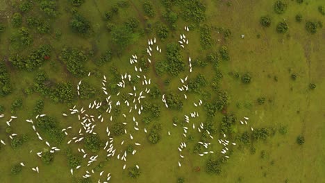 Birdseye-Aerial-View,-Herd-of-Sheeps-at-Green-Pasture-in-Countryside-of-Serbia