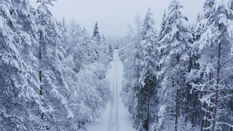 Long-straight-remote-forest-road-with-snow-bent-trees-by-winter-morning