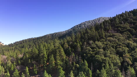 Flying-along-a-mountainside-and-evergreen-forest-in-the-Tehachapi-range-on-a-clear-day
