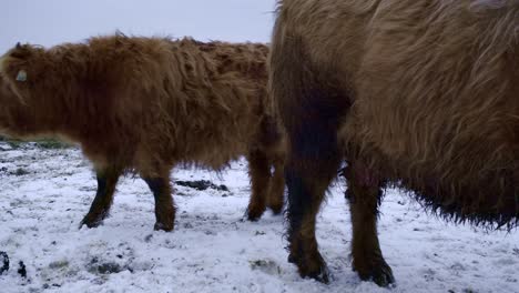 Highland-bulls-walking-behind-another-bull
