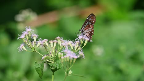 Dunkelblauer-Glastiger,-Ideopsis-Vulgaris-Macrina,-Schmetterling,-Kaeng-Krachan-Nationalpark,-Thailand,-4k-Aufnahmen