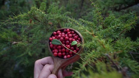 A-Person-Holding-a-Cup-of-Lingonberries-in-a-Pine-Tree-Forest-In-Finland