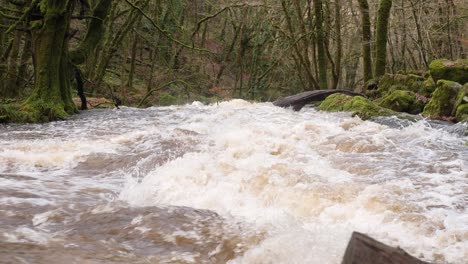 Dangerous-fast-flowing-river-through-old-woodland