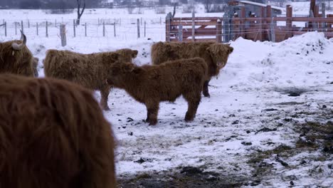 Young-highland-bull-running-around-in-winter