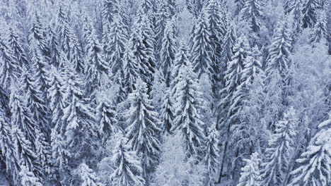 Schneebedeckte-Hohe-Fichten-In-Einem-Borealen-Wald-Am-Wintermorgen