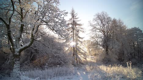 Weißer-Schnee-Bedeckte-Die-Zweige-Eines-Baumes,-Während-Etwas-Schnee-Aufgrund-Der-Sonne-Schmilzt-Und-Aufgrund-Der-Sonne-Auf-Die-Pflanzen-Fällt