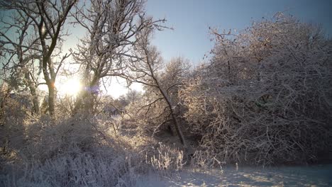 White-Snow-covered-the-branches-of-a-tree-while-some-snow-is-melting-due-to-the-sun-and-falling-down-on-the-plants