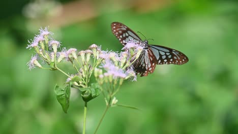 Dark-Blue-Glassy-Tiger,-Ideopsis-vulgaris-macrina,-Butterfly,-Kaeng-Krachan-National-Park,-Thailand,-4K-Footage