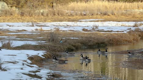 Wild-geese-swim-in-a-pond-against-a-background-of-snow-and-dry-grass