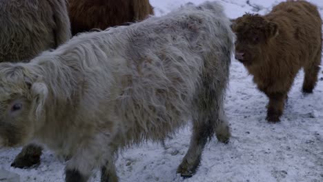 Young-highland-bull-playing-between-them-in-winter
