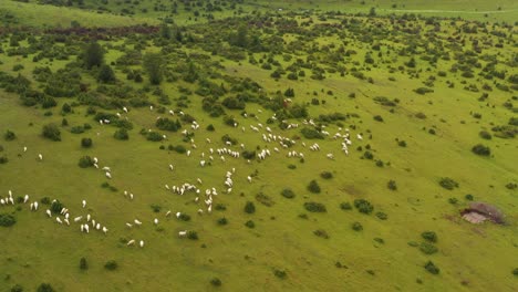 Flock-of-white-sheep-grazing-on-hillside-farmland-pastures,-aerial-view