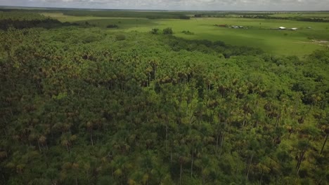 Group-of-moriches-palms-in-a-venezuelan-savanna