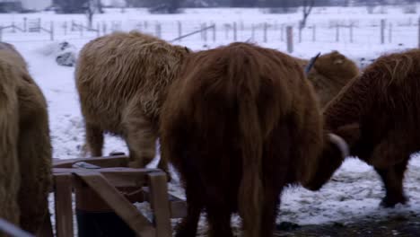 Highland-bull-herd-playing-between-them-in-winter
