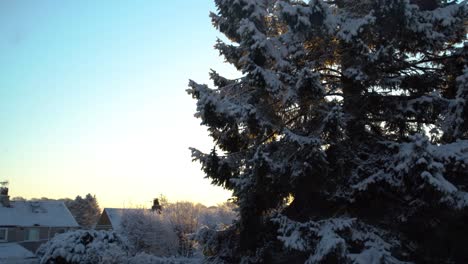 Grüne-Kiefer-Mit-Weißem-Schnee-Bedeckt,-Im-Hintergrund-Zwei-Winzige-Häuser-Mit-Schornsteinen-An-Einem-Hellen-Tag-Während-Der-Goldenen-Stunde