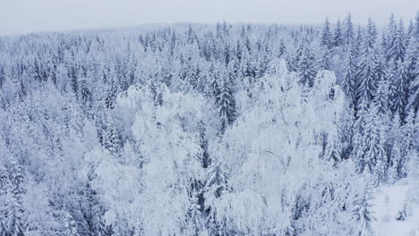 Schwankende-Schneebedeckte-Espen-Und-Leichter-Schneefall-In-Der-Weiten-Wildnis