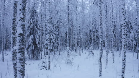 Drone-slow-pullback-shot-of-frozen-birch-trees-in-a-boreal-forest