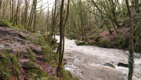 Wide-shot-of-fast-flowing-river-through-old-woodland
