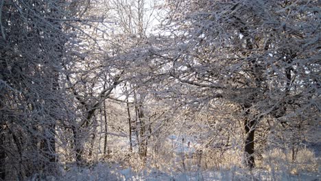 An-Einem-Wintertag-Durch-Einen-Verschneiten-Wald-Gehen