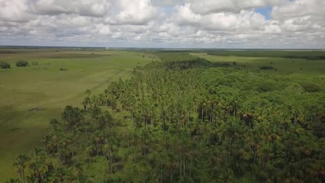 Aerial-view-of-a-group-of-moriches-palms-in-a-savanna