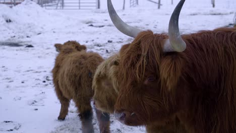 Highland-cattle-during-winter-in-Quebec