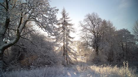 Weißer-Schnee-Bedeckte-Die-Äste-Eines-Baumes-Mit-Sonnenlicht-Zwischen-Den-Bäumen