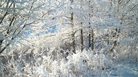 Beautiful-close-up-of-frosty-and-snowfalling-tree's