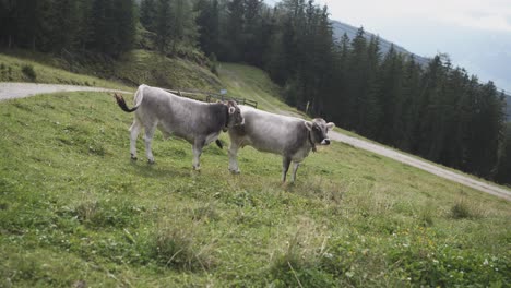 Two-gray-tyrolian-cows-standing-and-looking-around-on-a-green-alpine-pasture-gras-field-in-nature-with-trees-and-mountains-in-the-background