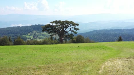 Luftaufnahme-Des-Alten-Baumes-Auf-Dem-Hügel-über-Dem-Tal,-Malerische-Landschaft-Serbiens-An-Sonnigen-Sommertagen,-Drohnenaufnahme