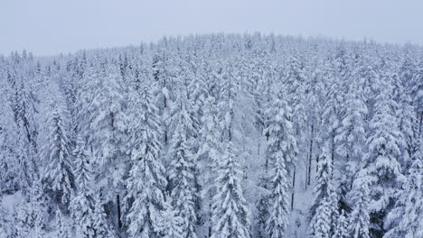 Snow-covered-forest-with-light-snowfall