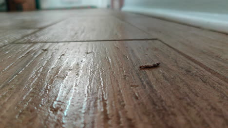 Plaster-Bagworm-moving-on-the-floor-of-a-house