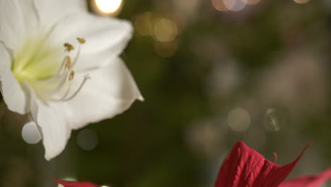 Christmas-flower-decoration-on-blurry-x-mas-tree-background,-rack-focus-close