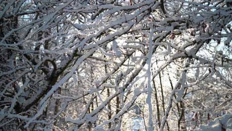 Weißer-Schnee-Bedeckte-Die-Zweige-Eines-Baumes,-Während-Etwas-Schnee-Aufgrund-Der-Sonne-Schmilzt-Und-Herunterfällt