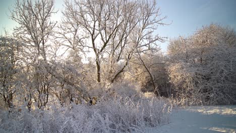 Sonnenschein,-Der-Durch-Verschneite-Winterbäume-Strömt