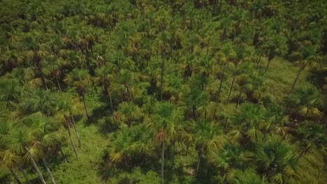 Drone-shot-of-a-green-savanna-and-a-group-of-moriche-palm-trees-in-Venezuela