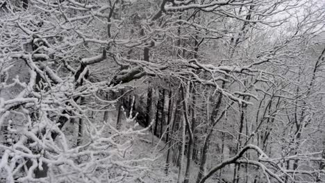 Silently-falling-through-tangled-eerie-dormant-snow-covered-tree-branches,-aerial