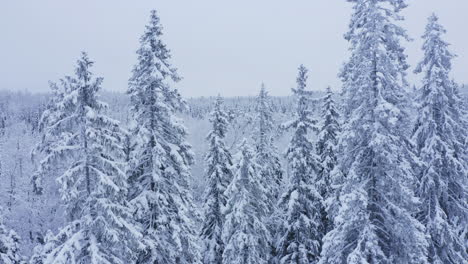 Drone-shot-of-snow-covered-trees-in-a-boreal-forest