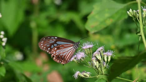 Dark-Blue-Glassy-Tiger,-Ideopsis-vulgaris-macrina,-Butterfly,-Kaeng-Krachan-National-Park,-Thailand,-4K-Footage