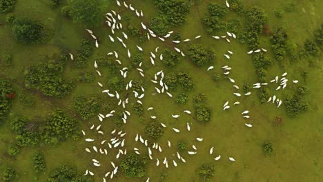 Flock-of-white-sheep-in-remote-hillside-pasture,-agricultural-aerial-top-down